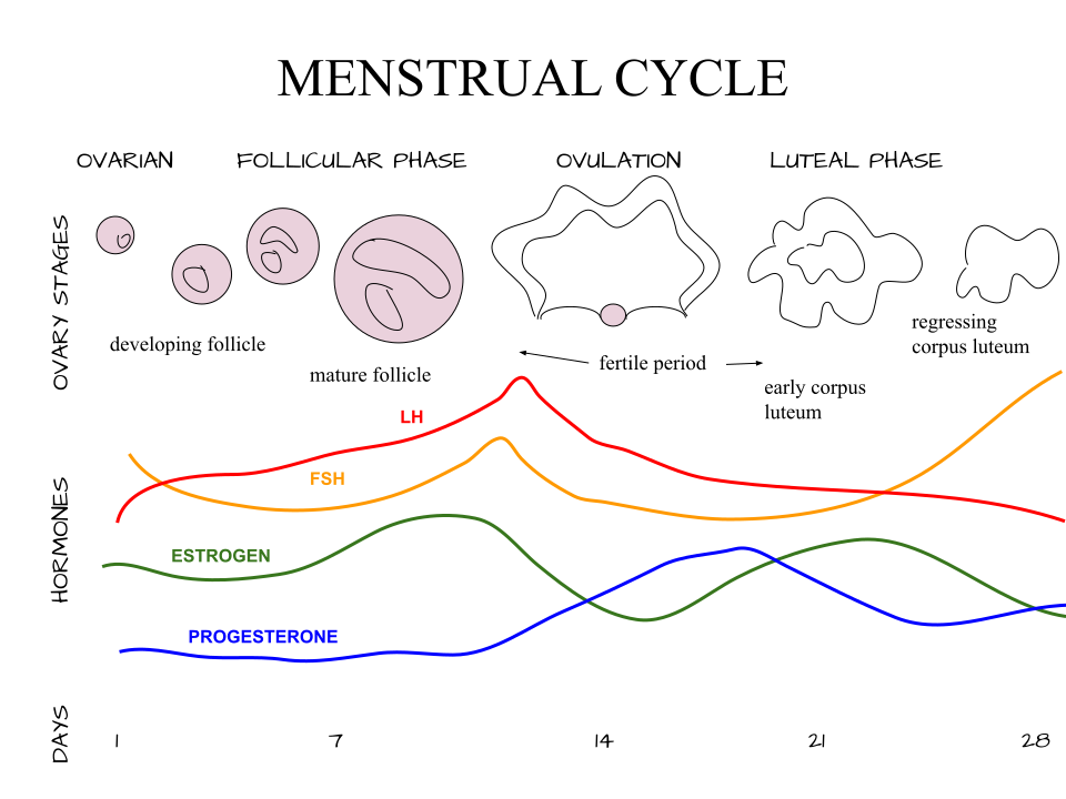 Ciclo menstrual